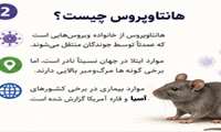 آنچه باید در مورد هانتاویروس بدانیم
